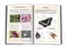 купити: Книга Метелики. 50 найвідоміших видів: міні-енциклопедія. зображення4