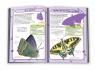 купити: Книга Метелики. 50 найвідоміших видів: міні-енциклопедія. зображення5