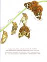купити: Книга Метелик неквапливий зображення5
