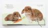 купити: Книга Кролик і його друзі зображення3