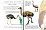 купити: Книга Від тиранозавра до півня. Велика книга еволюції тварин зображення5