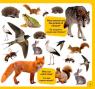 купити: Книга 100 слів про тварин світу. 100 words about anima зображення5