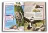 купити: Книга 100 фактів про птахів зображення4