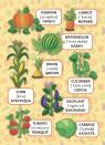 buy: Book Перші слова. Фрукти та овочі. Fruit and Vegetable image3