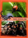купити: Книга Комахи та павуки зображення2